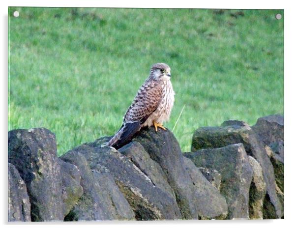 kestrel on a rock Acrylic by TERENCE O'NEILL