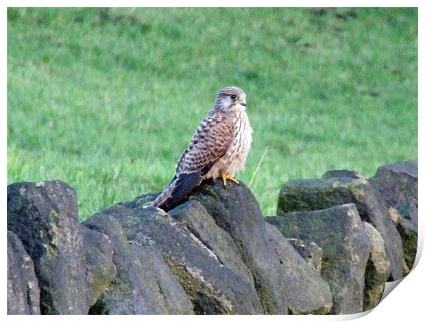 kestrel on a rock Print by TERENCE O'NEILL