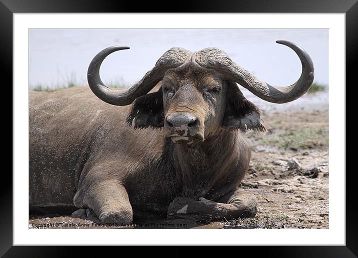 African Buffalo Kenya Framed Mounted Print by Carole-Anne Fooks