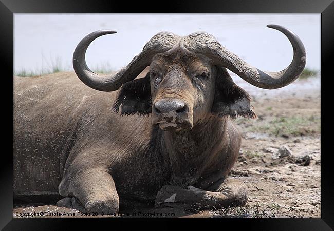 African Buffalo Kenya Framed Print by Carole-Anne Fooks