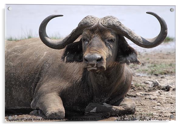 African Buffalo Kenya Acrylic by Carole-Anne Fooks