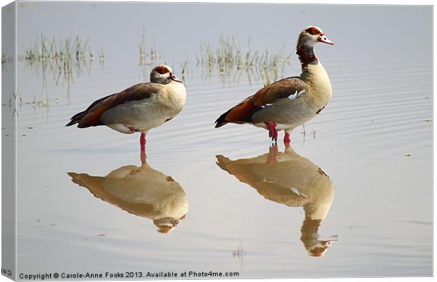 Egyptian Geese Reflections Canvas Print by Carole-Anne Fooks