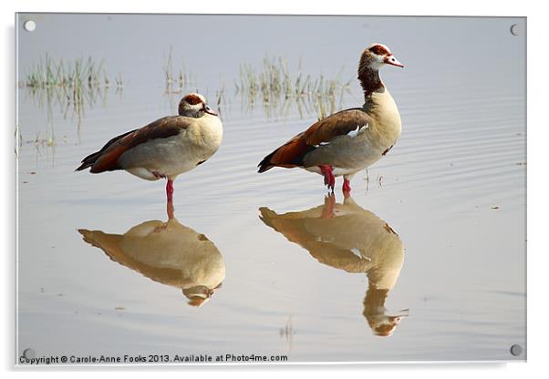 Egyptian Geese Reflections Acrylic by Carole-Anne Fooks