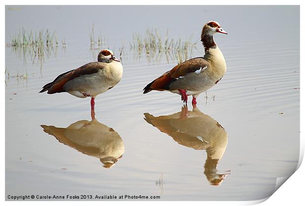 Egyptian Geese Reflections Print by Carole-Anne Fooks