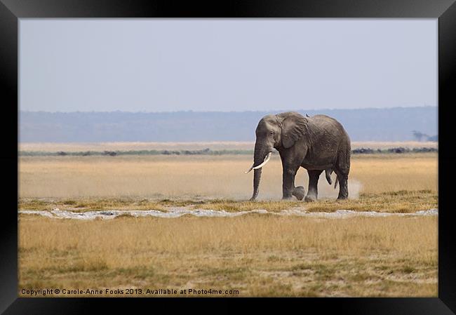 Bull African Elephant Framed Print by Carole-Anne Fooks