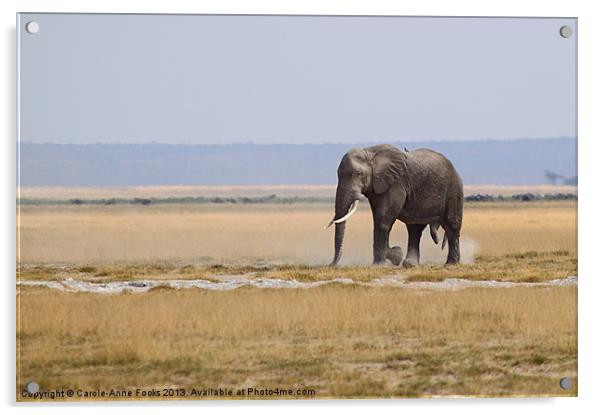 Bull African Elephant Acrylic by Carole-Anne Fooks
