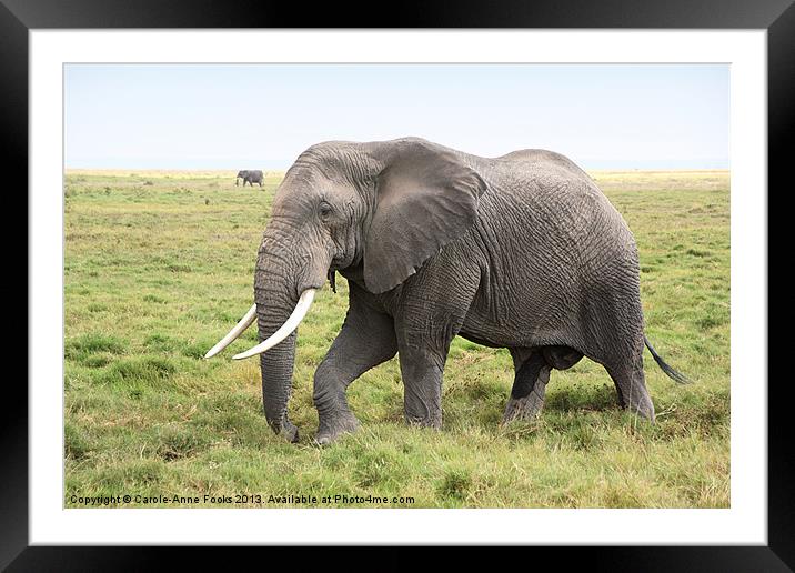 Bull African Elephant Framed Mounted Print by Carole-Anne Fooks