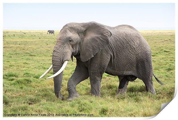 Bull African Elephant Print by Carole-Anne Fooks