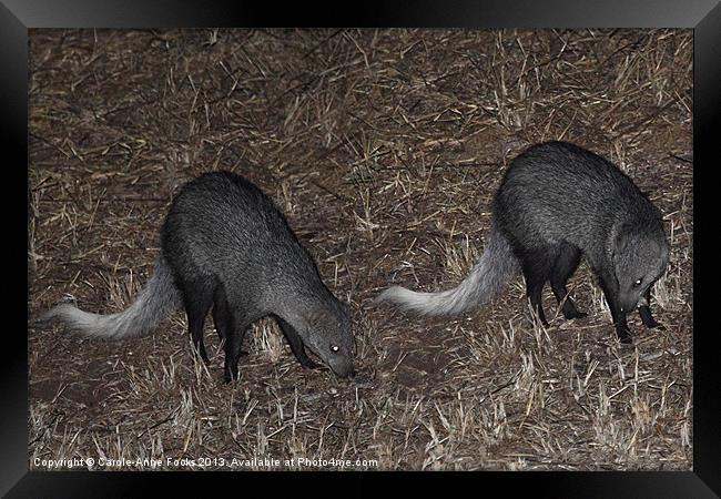 White-Tailed Mongoose Kenya Framed Print by Carole-Anne Fooks