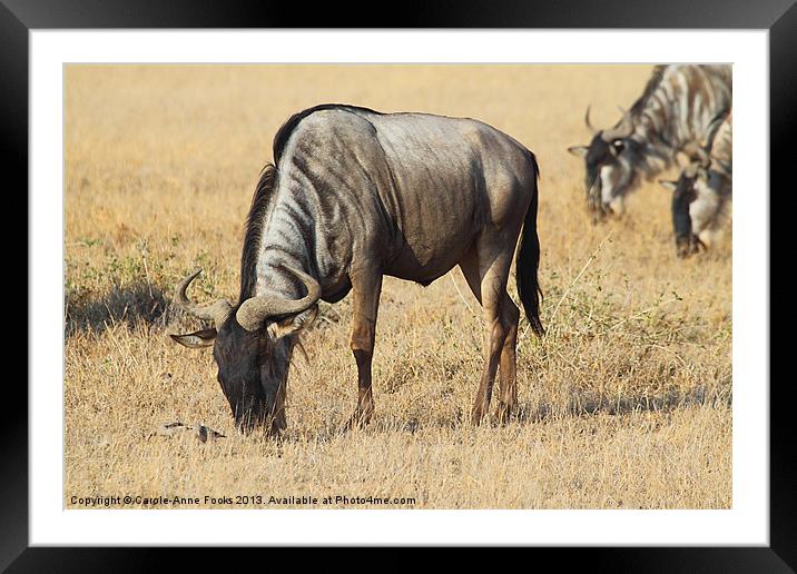 White Bearded Wilderbeest Kenya Framed Mounted Print by Carole-Anne Fooks