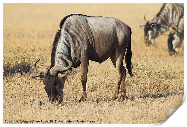 White Bearded Wilderbeest Kenya Print by Carole-Anne Fooks