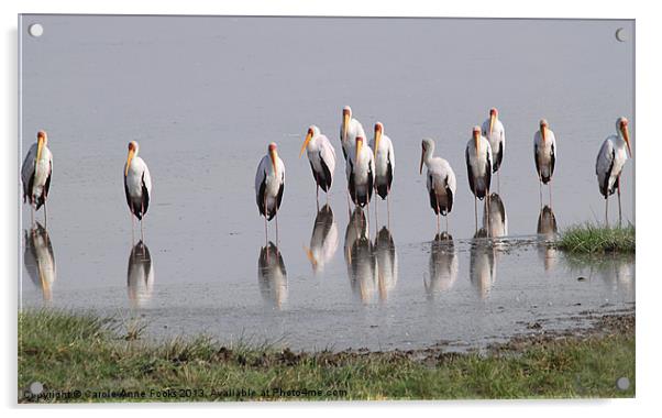 Yellow Billed Storks Kenya Acrylic by Carole-Anne Fooks