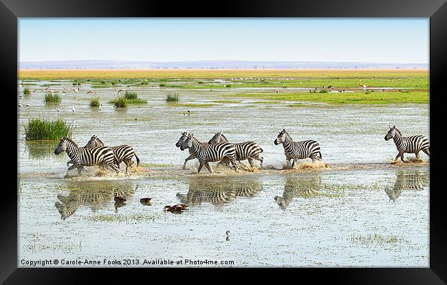 Zebra Crossing Kenya Framed Print by Carole-Anne Fooks