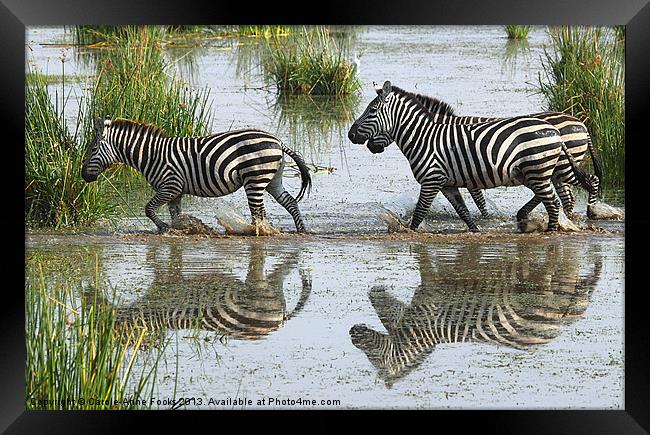 Zebra Crossing Kenya Framed Print by Carole-Anne Fooks