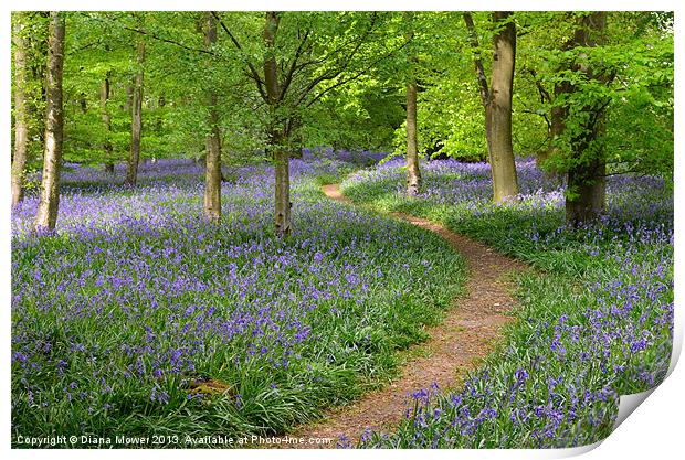 Bluebell Wood  Print by Diana Mower