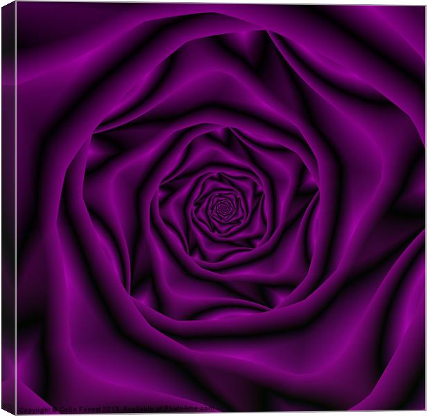 Deep Purple Rose Spiral Canvas Print by Colin Forrest
