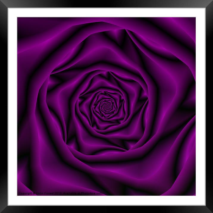 Deep Purple Rose Spiral Framed Mounted Print by Colin Forrest