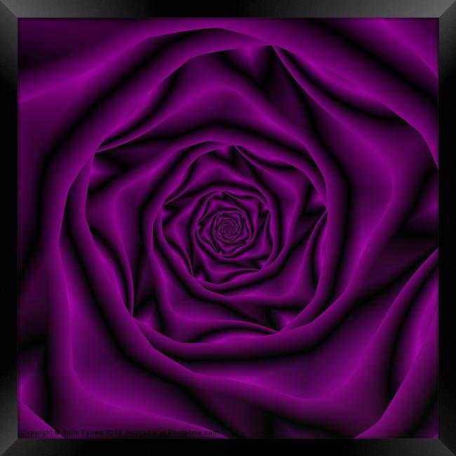 Deep Purple Rose Spiral Framed Print by Colin Forrest