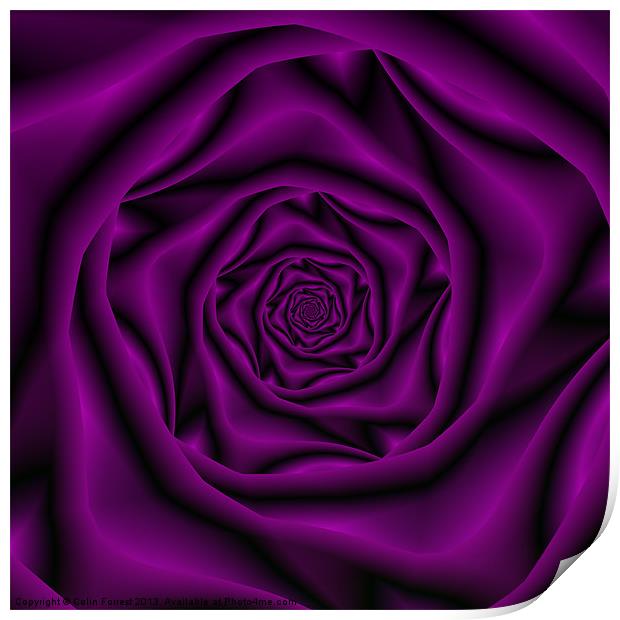 Deep Purple Rose Spiral Print by Colin Forrest