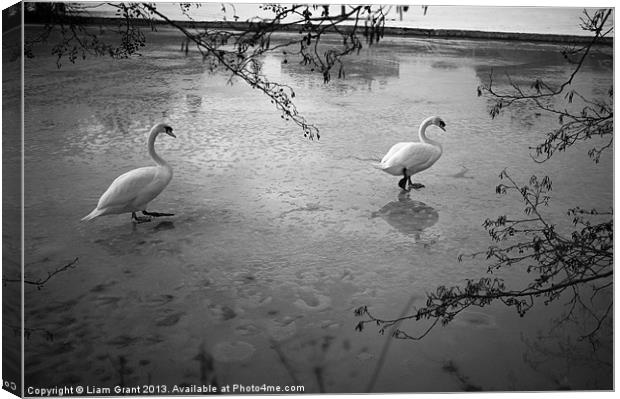 Swans standing on the frozen water. Canvas Print by Liam Grant