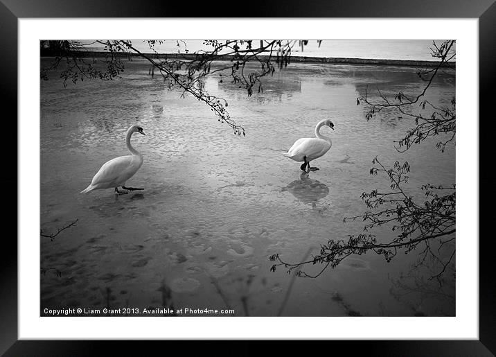 Swans standing on the frozen water. Framed Mounted Print by Liam Grant