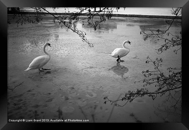 Swans standing on the frozen water. Framed Print by Liam Grant
