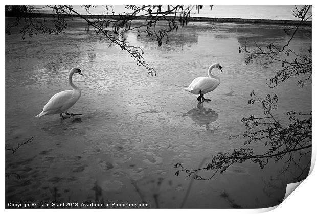 Swans standing on the frozen water. Print by Liam Grant