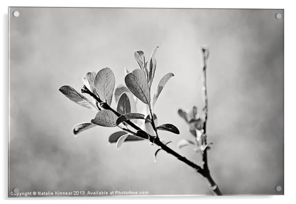 Sunlit Sprig of Leaves in Black and White Acrylic by Natalie Kinnear