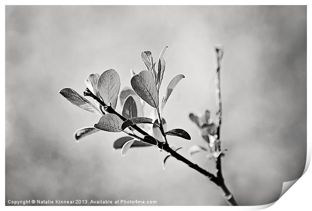 Sunlit Sprig of Leaves in Black and White Print by Natalie Kinnear