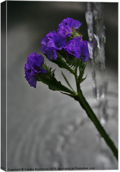 Being Watered Canvas Print by Sandra Buchanan