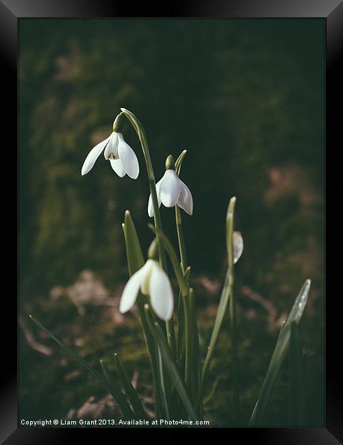 Snowdrops. Norfolk, UK. Framed Print by Liam Grant