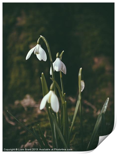 Snowdrops. Norfolk, UK. Print by Liam Grant