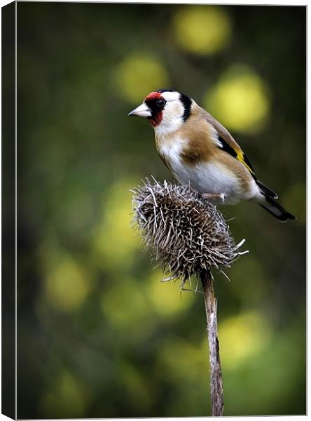 GOLDFINCH #1 Canvas Print by Anthony R Dudley (LRPS)