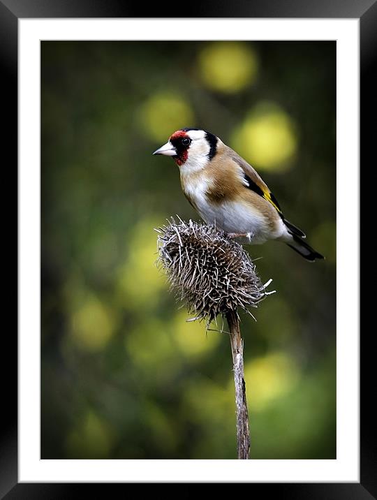 GOLDFINCH #1 Framed Mounted Print by Anthony R Dudley (LRPS)