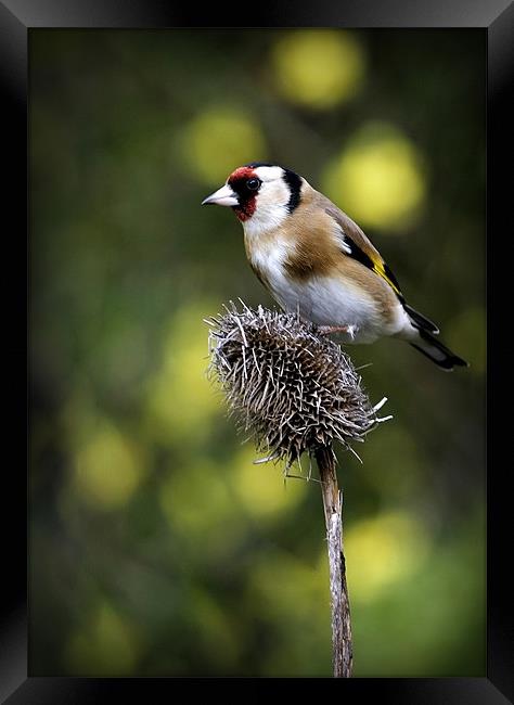 GOLDFINCH #1 Framed Print by Anthony R Dudley (LRPS)