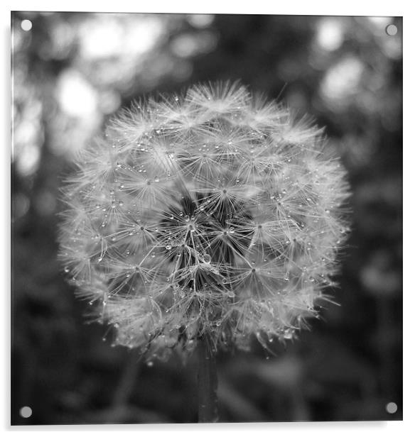 Rain Drops on Dandelion Head Acrylic by Ursula Keene