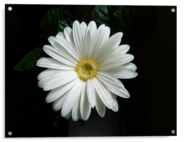 White Gerbera Acrylic by Ursula Keene