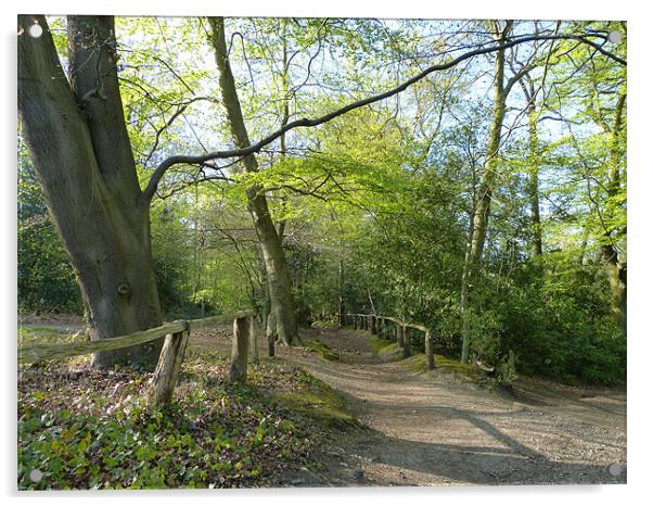 Beech Wood Paths Acrylic by Ursula Keene