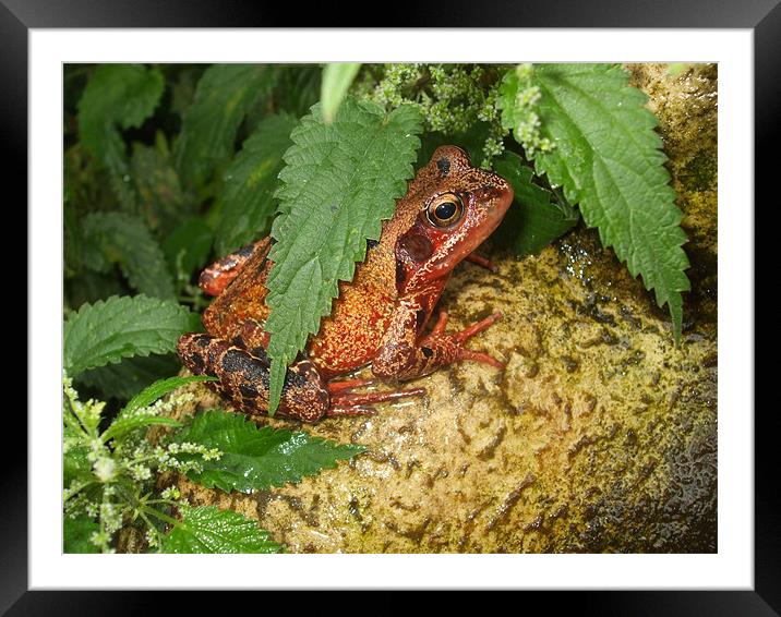 Frog in Hiding Framed Mounted Print by Ursula Keene