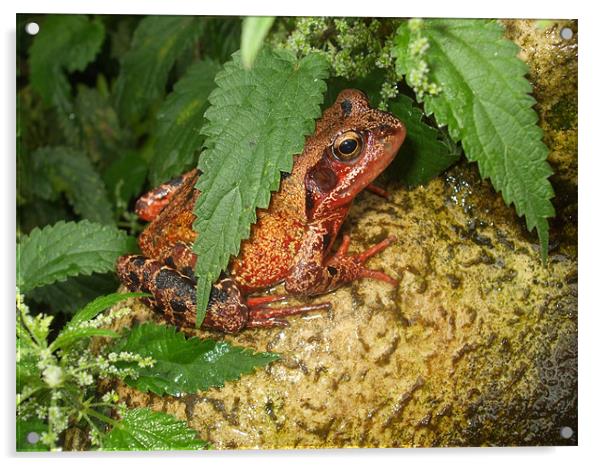 Frog in Hiding Acrylic by Ursula Keene