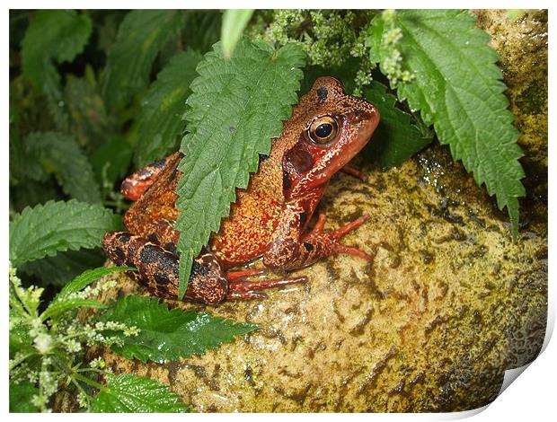Frog in Hiding Print by Ursula Keene