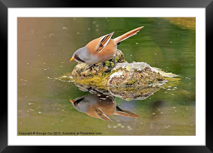 Bearded Tit Reflection Framed Mounted Print by George Cox