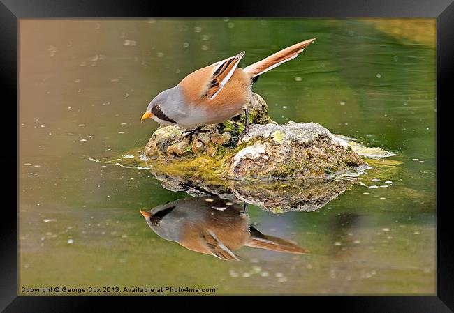 Bearded Tit Reflection Framed Print by George Cox