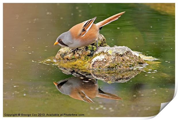 Bearded Tit Reflection Print by George Cox