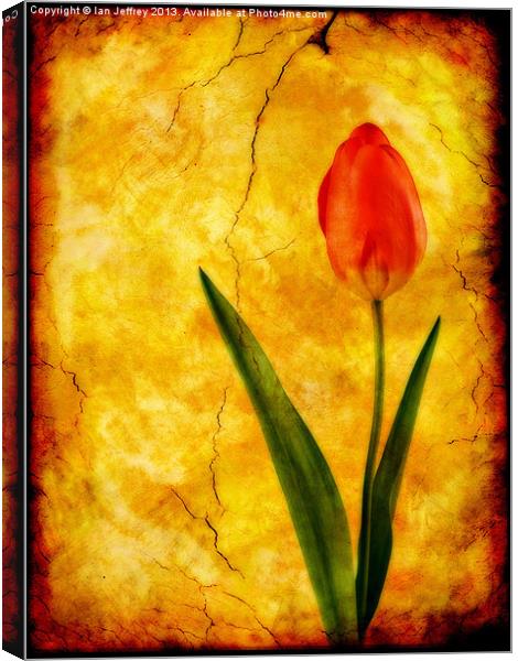 Single Red Tulip Canvas Print by Ian Jeffrey