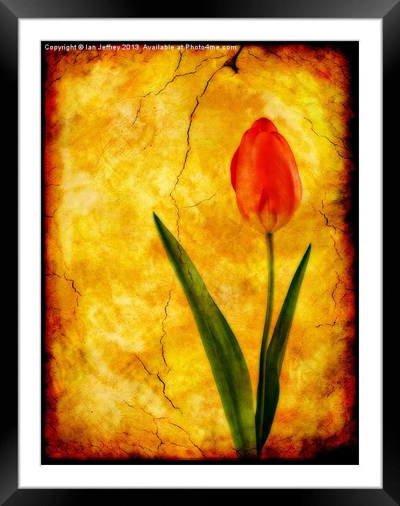 Single Red Tulip Framed Mounted Print by Ian Jeffrey