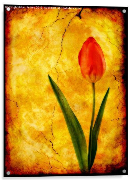 Single Red Tulip Acrylic by Ian Jeffrey