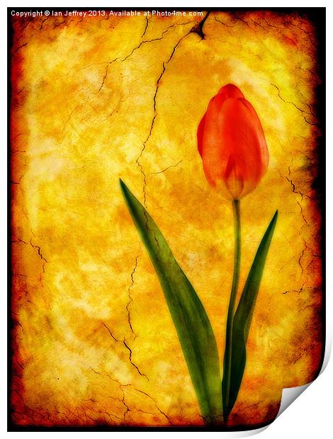 Single Red Tulip Print by Ian Jeffrey