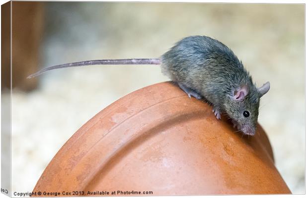 Mouse on a Pot Canvas Print by George Cox