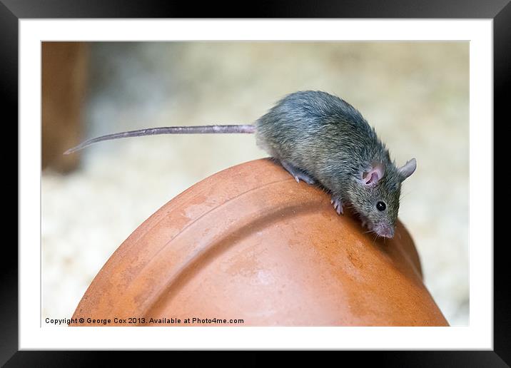 Mouse on a Pot Framed Mounted Print by George Cox